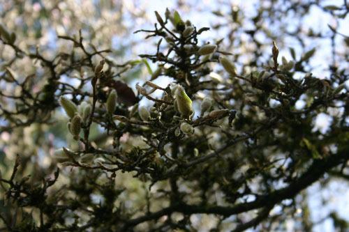 magnolia buds
